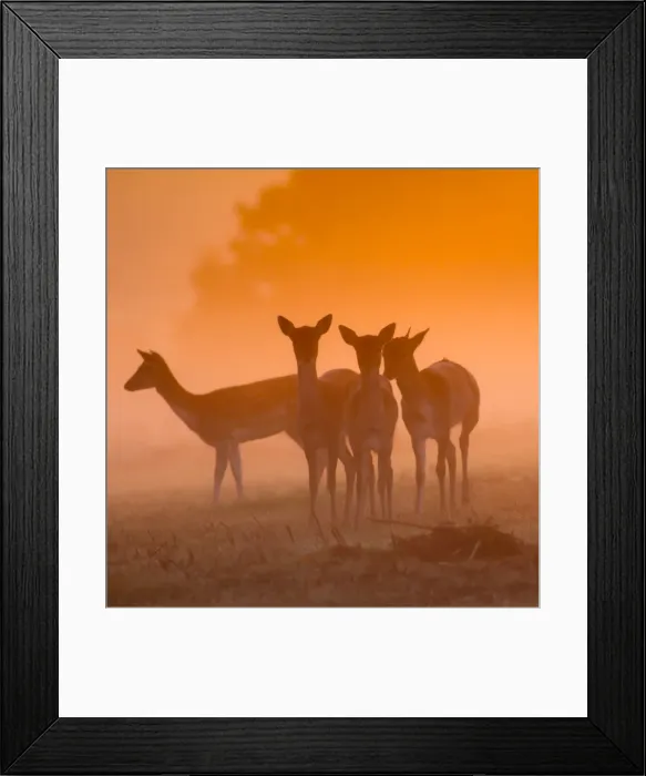 Framed Print : Fallow Deer at Dawn, autumn in Richmond Park