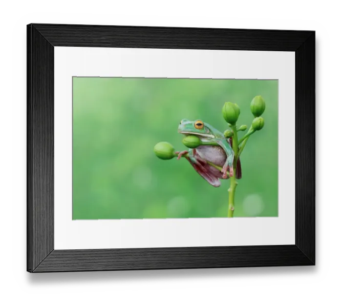 Framed Print : Tree frog sitting on a plant, Indonesia Framed Print : Tree frog sitting on a plant, Indonesia