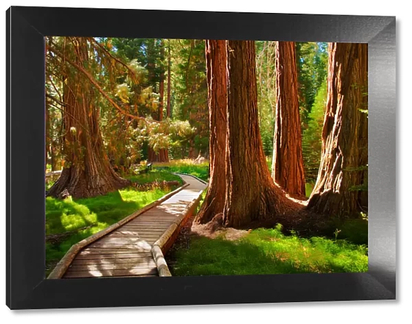 Fairyland. Sequoia National Park, California