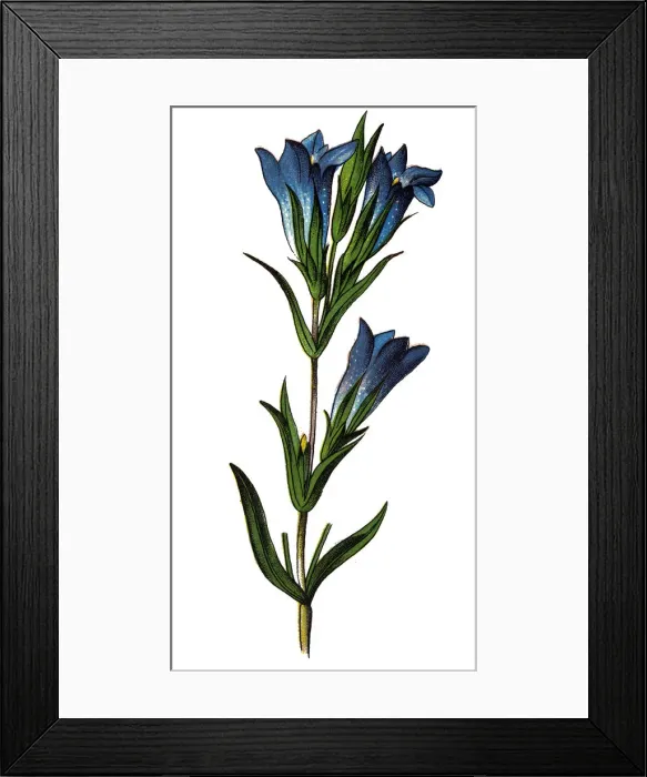 Framed Print : Gentiana pneumonanthe, the marsh gentian Framed Print : Gentiana pneumonanthe, the marsh gentian