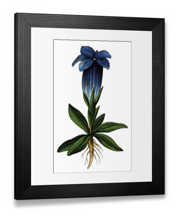 Framed Print : Gentiana acaulis, the stemless gentian Framed Print : Gentiana acaulis, the stemless gentian