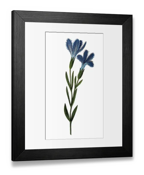 Framed Print : Blooming flower (Gentianopsis ciliata) Framed Print : Blooming flower (Gentianopsis ciliata)