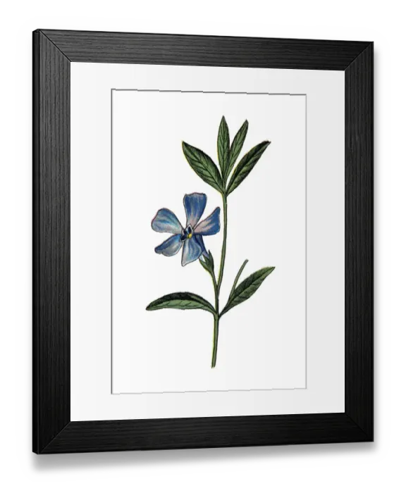 Framed Print : Vinca minor (lesser periwinkle, dwarf periwinkle, small periwinkle, common periwinkle Framed Print : Vinca minor (lesser periwinkle, dwarf periwinkle, small periwinkle, common periwinkle