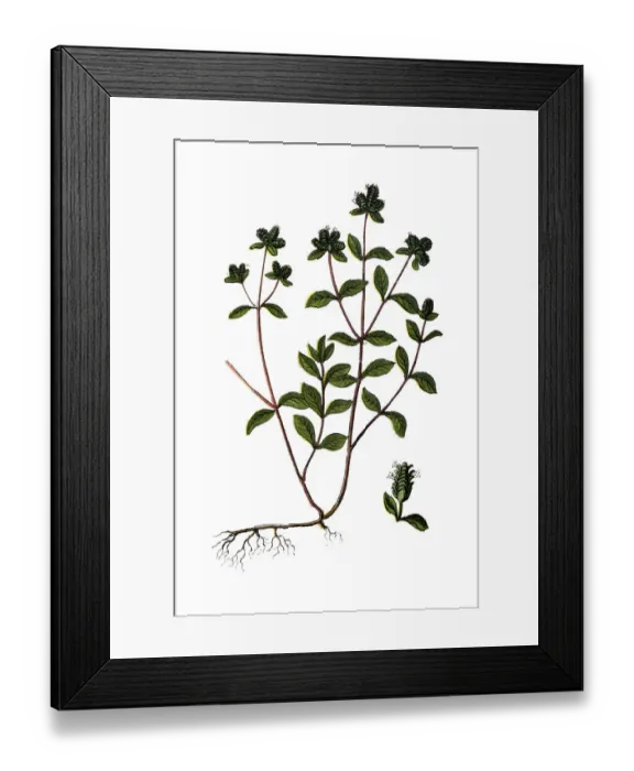 Framed Print : Origanum majorana, Marjoram, pot marjoram, sweet marjoram and knotted marjoram Framed Print : Origanum majorana, Marjoram, pot marjoram, sweet marjoram and knotted marjoram