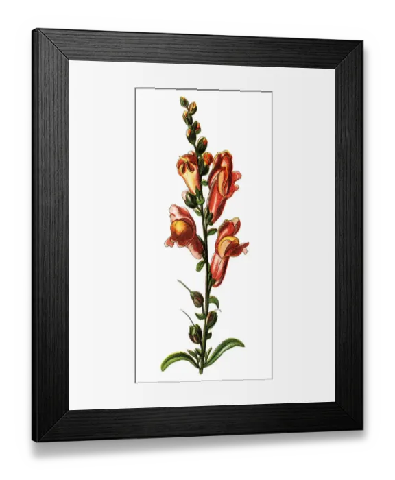 Framed Print : Antirrhinum majus (common snapdragon; often - especially in horticulture - simply Framed Print : Antirrhinum majus (common snapdragon; often - especially in horticulture - simply