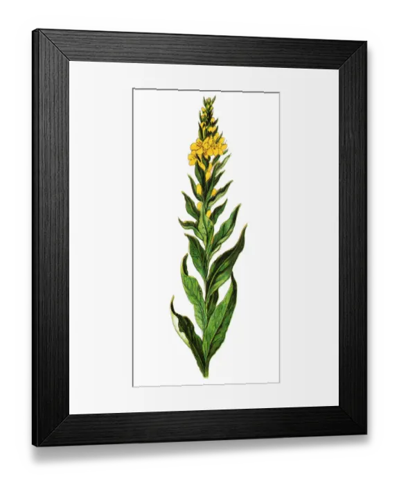 Framed Print : Verbascum thapsus, the great mullein or common mullein Framed Print : Verbascum thapsus, the great mullein or common mullein