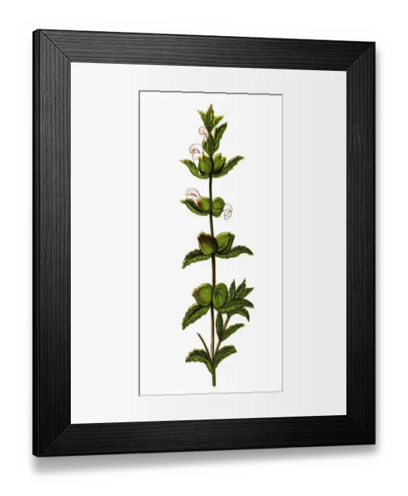 Framed Print : Rhinanthus minor, the yellow rattle, little yellow rattle, hayrattle or cockscomb Framed Print : Rhinanthus minor, the yellow rattle, little yellow rattle, hayrattle or cockscomb