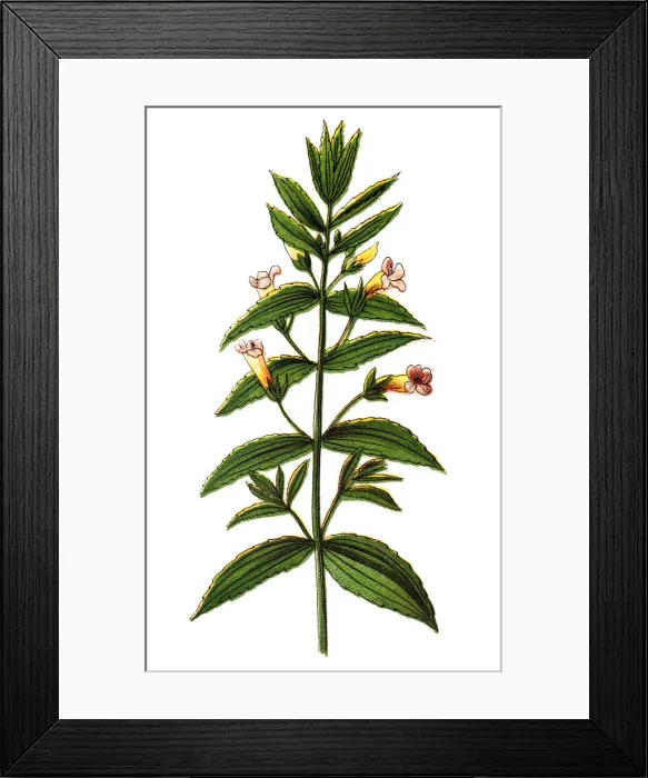 Framed Print : Gratiola officinalis, the gratiole, common hedgehyssop or herb of grace Framed Print : Gratiola officinalis, the gratiole, common hedgehyssop or herb of grace