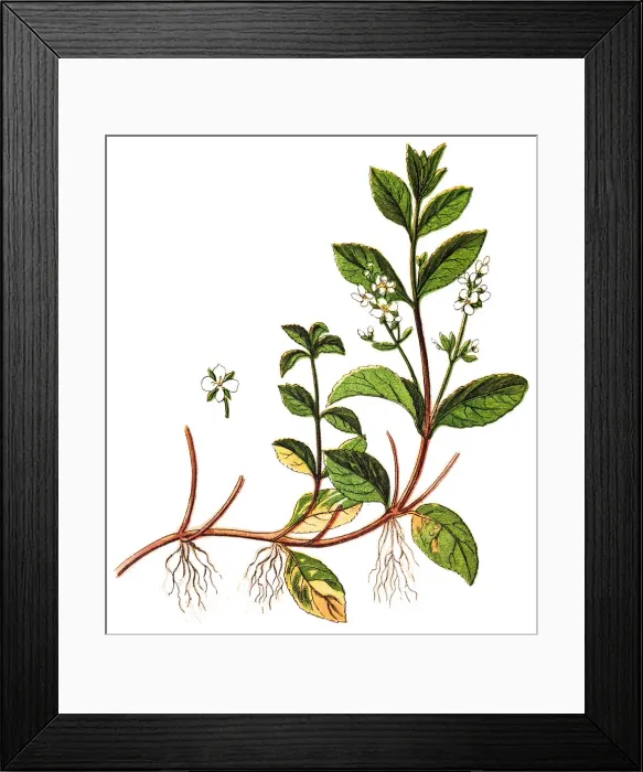Framed Print : Brooklime (Veronica beccabunga), also called European speedwell Framed Print : Brooklime (Veronica beccabunga), also called European speedwell