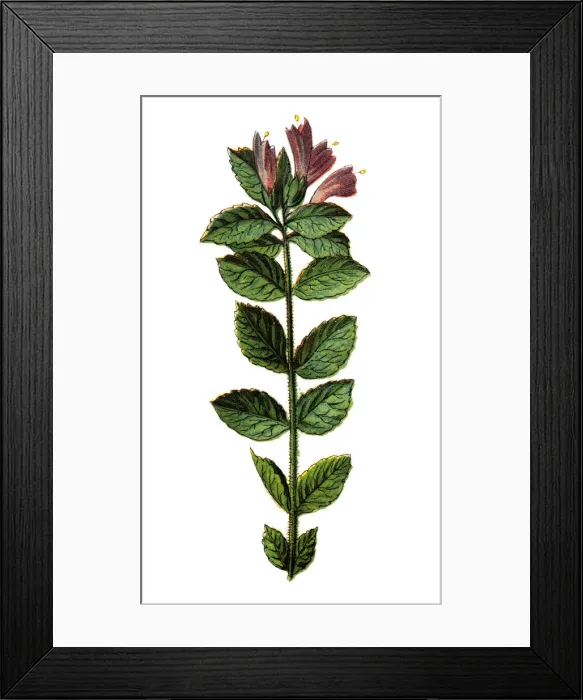 Framed Print : Bartsia alpina, alpine bartsia or velvetbells Framed Print : Bartsia alpina, alpine bartsia or velvetbells