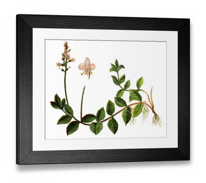Framed Print : Veronica officinalis (heath speedwell, common gypsyweed, common speedwell, or Paul s