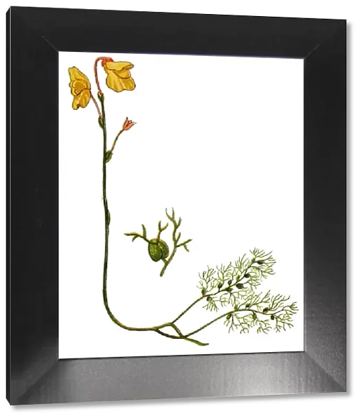 Utricularia vulgaris (greater bladderwort or common bladderwort)