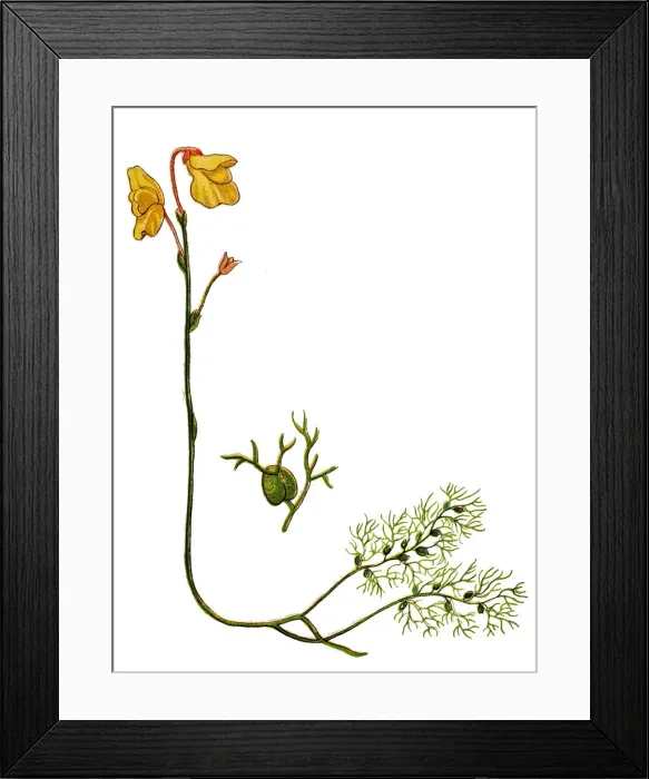 Framed Print : Utricularia vulgaris (greater bladderwort or common bladderwort)