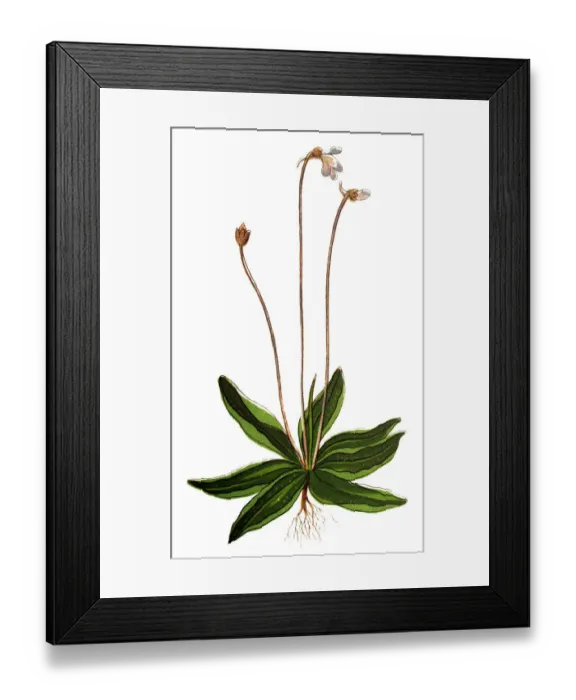 Framed Print : Pinguicula vulgaris, the common butterwort Framed Print : Pinguicula vulgaris, the common butterwort