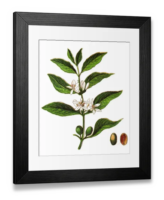 Framed Print : Coffea arabica, also known as the, coffee shrub of Arabia, mountain coffee, or arabica