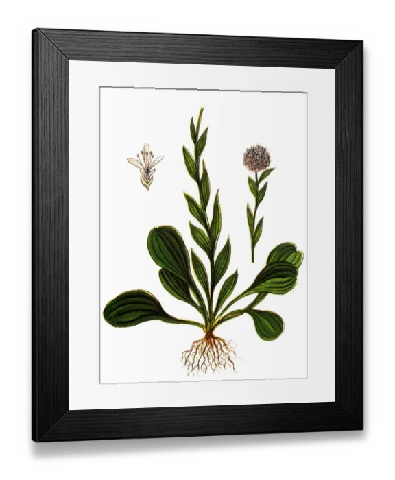 Framed Print : Globularia vulgaris (Globulaire commune) Framed Print : Globularia vulgaris (Globulaire commune)