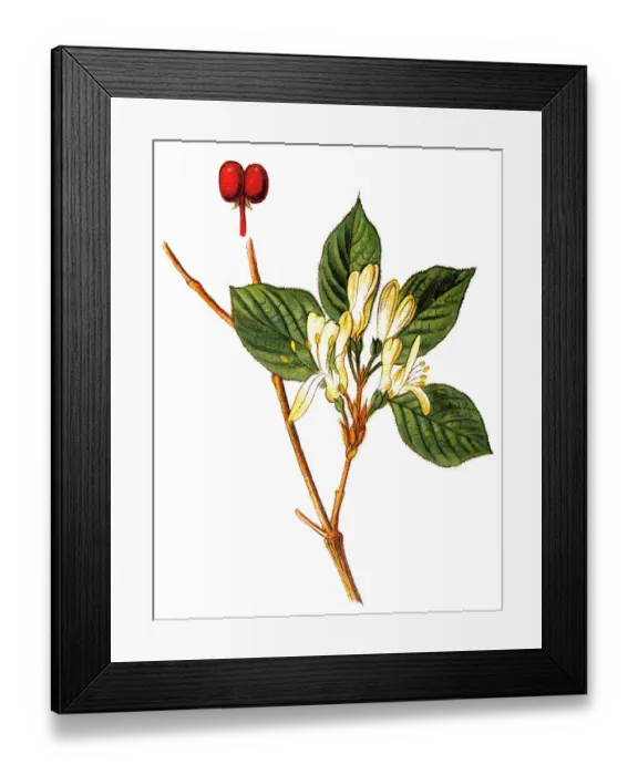 Framed Print : Lonicera periclymenum, common names honeysuckle, common honeysuckle, European honeysuckle Framed Print : Lonicera periclymenum, common names honeysuckle, common honeysuckle, European honeysuckle
