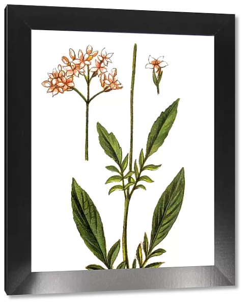 Marsh valerian (Valeriana dioica)