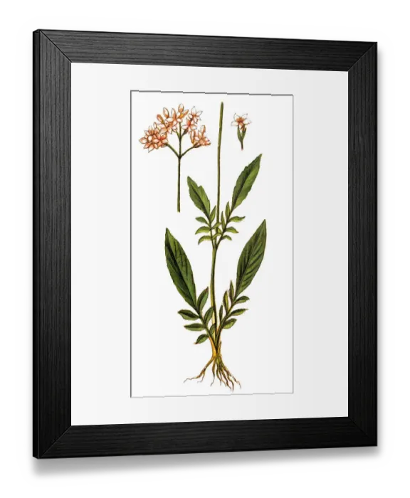 Framed Print : Marsh valerian (Valeriana dioica) Framed Print : Marsh valerian (Valeriana dioica)