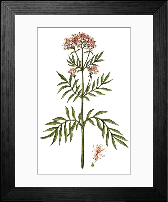 Framed Print : Valerian (Valeriana officinalis) Framed Print : Valerian (Valeriana officinalis)