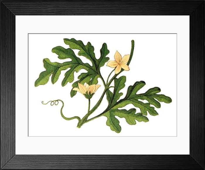 Framed Print : Bitter apple (Citrullus colocynthis) Framed Print : Bitter apple (Citrullus colocynthis)