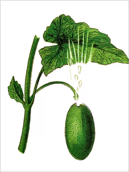 Ecballium elaterium (squirting cucumber or exploding cucumber)