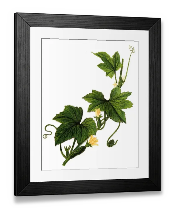 Framed Print : Cucumber (Cucumis sativus) Framed Print : Cucumber (Cucumis sativus)