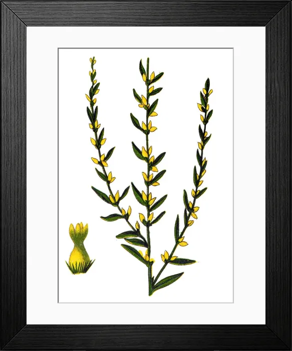 Framed Print : Thymelaea passerina - Annual Thymelaea