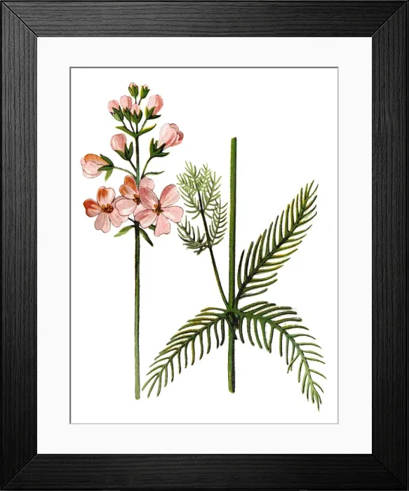Framed Print : Hottonia palustris, the water violet or featherfoil