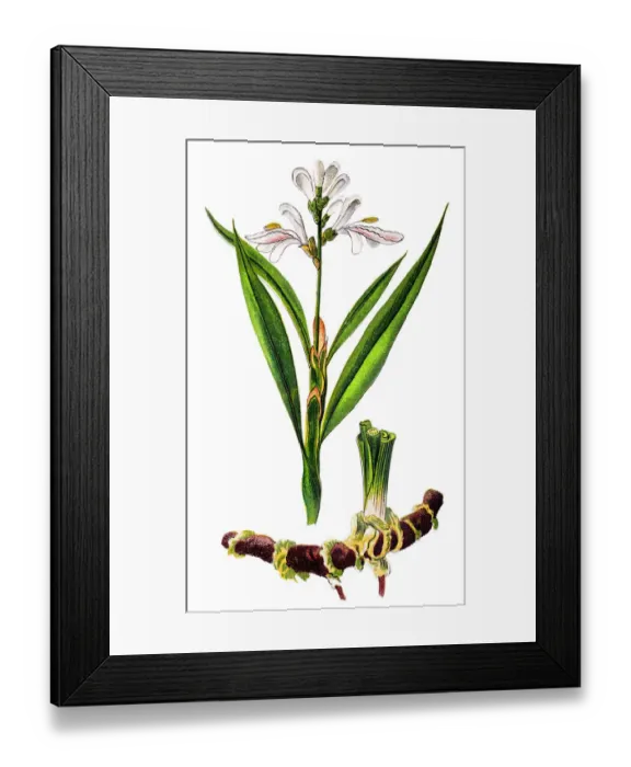 Framed Print : Alpinia officinarum, known as lesser galangal