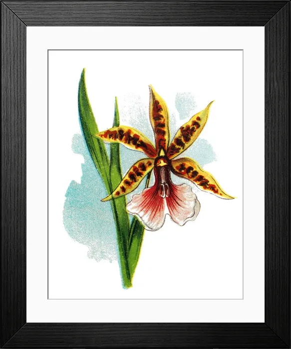 Framed Print : Miltonia Orchid (miltonia binoti) Framed Print : Miltonia Orchid (miltonia binoti)