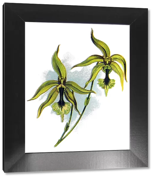 Orchid Species - Coelogyne pandurata