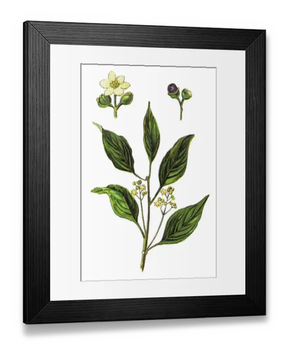 Framed Print : Cinnamomum camphora, camphor tree, camphorwood or camphor laurel Framed Print : Cinnamomum camphora, camphor tree, camphorwood or camphor laurel