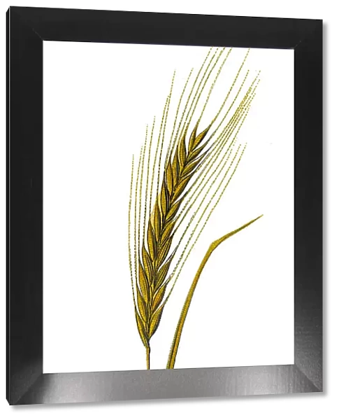 Barley (Hordeum vulgare)