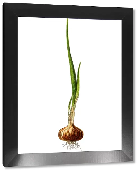 The onion (Allium cepa) also known as the bulb onion or common onion