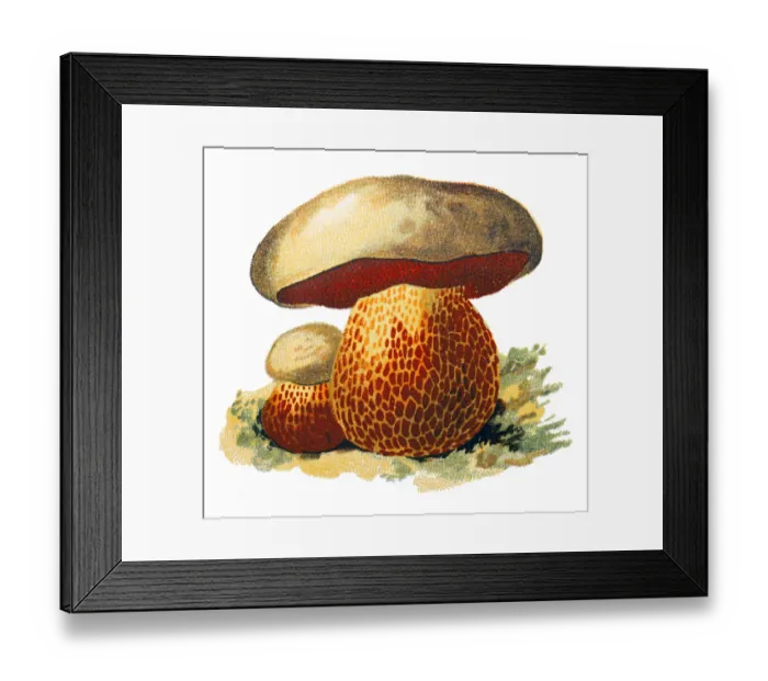 Framed Print : Rubroboletus satanas, commonly known as the Satans bolete or Devils boletus Framed Print : Rubroboletus satanas, commonly known as the Satans bolete or Devils boletus