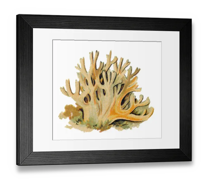 Framed Print : Ramaria formosa, commonly known as the beautiful clavaria, handsome clavaria, yellow-tipped Framed Print : Ramaria formosa, commonly known as the beautiful clavaria, handsome clavaria, yellow-tipped