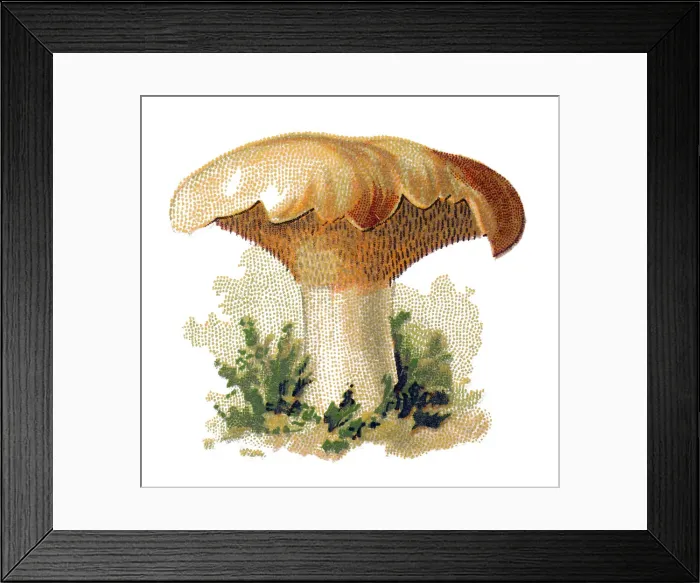 Framed Print : Hydnum repandum, commonly known as the sweet tooth, wood hedgehog or hedgehog mushroom Framed Print : Hydnum repandum, commonly known as the sweet tooth, wood hedgehog or hedgehog mushroom