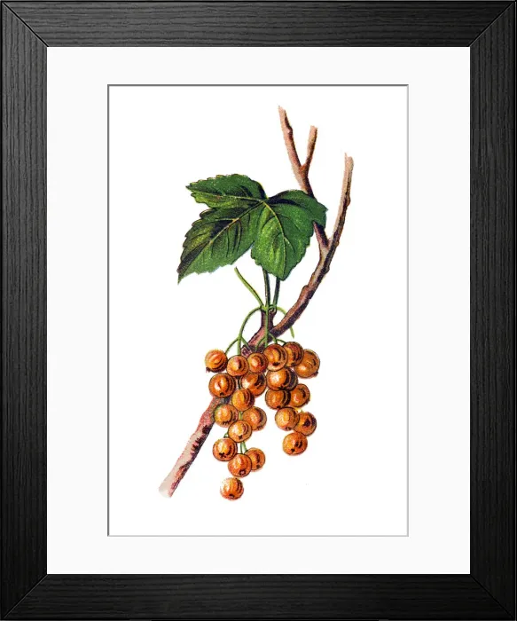 Framed Print : Ribes aureum, known by the common names golden currant, clove currant, pruterberry Framed Print : Ribes aureum, known by the common names golden currant, clove currant, pruterberry