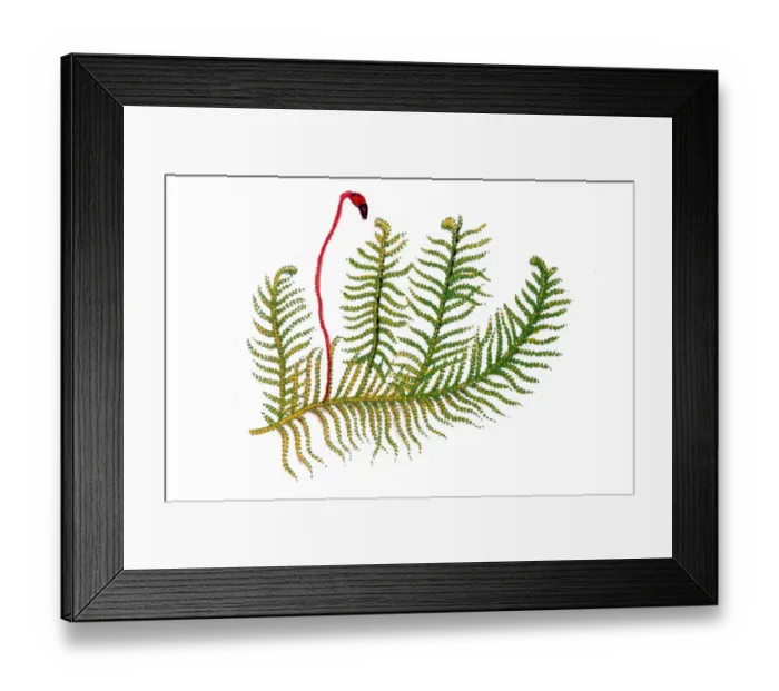 Framed Print : Ptilium crista-castrensis, the knights plume moss or ostrich-plume feathermoss, is Framed Print : Ptilium crista-castrensis, the knights plume moss or ostrich-plume feathermoss, is