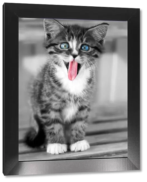 Funny kitten with tongue hanging out