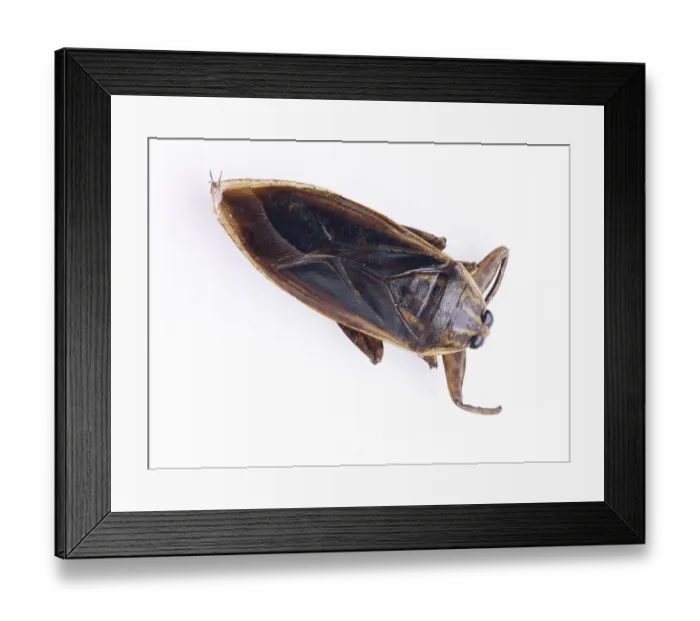Framed Print : Giant water bugs Framed Print : Giant water bugs