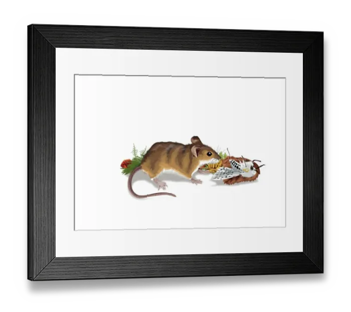 Framed Print : Dorling Kindersley Prints, 1012985026 Framed Print : Dorling Kindersley Prints, 1012985026