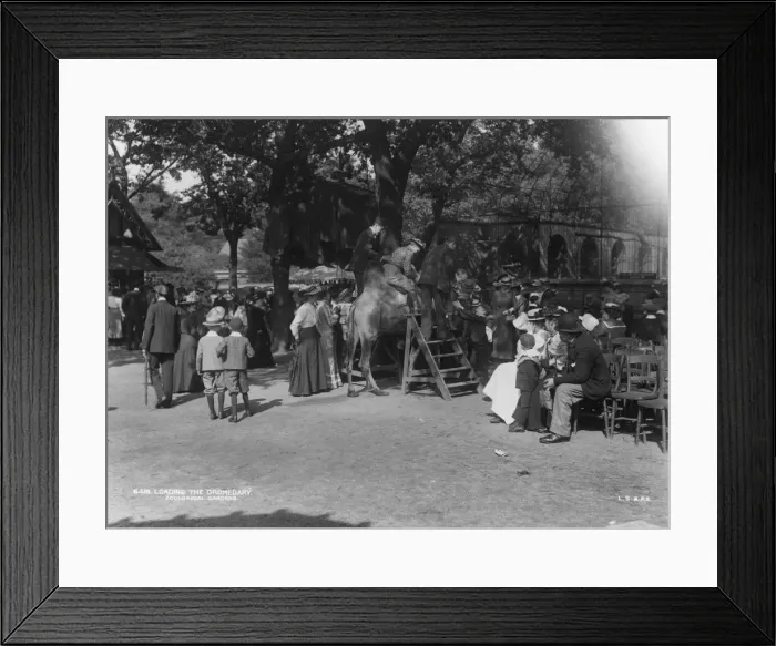 Framed Print : Up You Go. circa 1905: Keepers assist people in mounting a dromedary in Framed Print : Up You Go. circa 1905: Keepers assist people in mounting a dromedary in