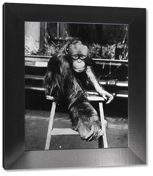 Orangutan. circa 1905: An orang-utan in Londons Regents Park zoo