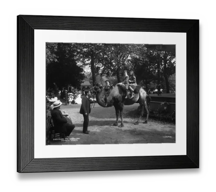 Framed Print : Dromedary Ride Framed Print : Dromedary Ride