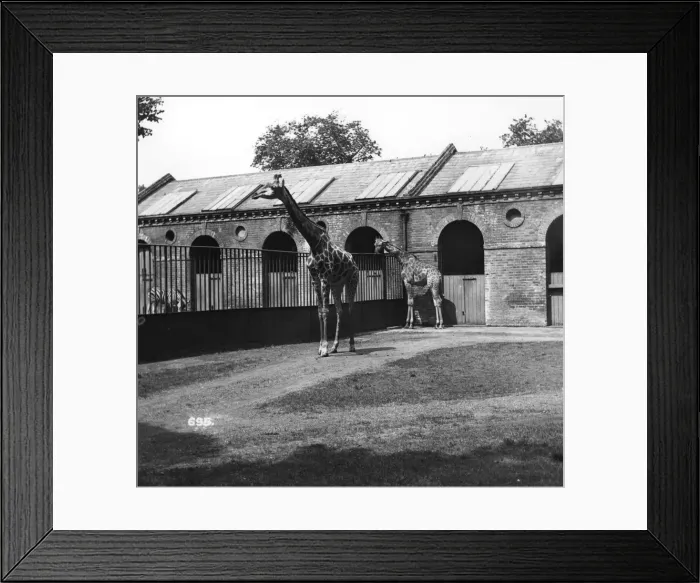Framed Print : Giraffes. circa 1950: Two giraffes at London Zoo Framed Print : Giraffes. circa 1950: Two giraffes at London Zoo