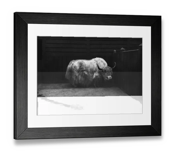 Framed Print : Yak. circa 1910: A yak in its enclosure at Regents Park zoo Framed Print : Yak. circa 1910: A yak in its enclosure at Regents Park zoo