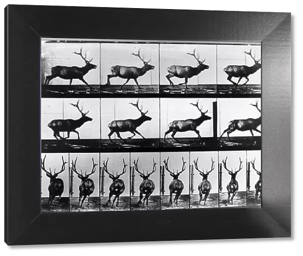 Stag. circa 1885: A photographic study of the movements of a roaming stag
