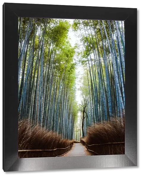 Famous bamboo forest, Arashiyama, Kyoto, Japan